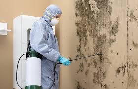 Trusted Redland, TX Mold Prevention & Removal  Experts